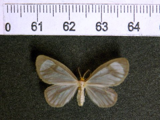 Eloria Noyesi is only 3cm wide